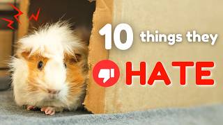 10 Things Guinea Pigs HATE You Might Be Doing
