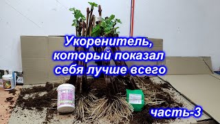 Укоренитель который показал себя лучше всего