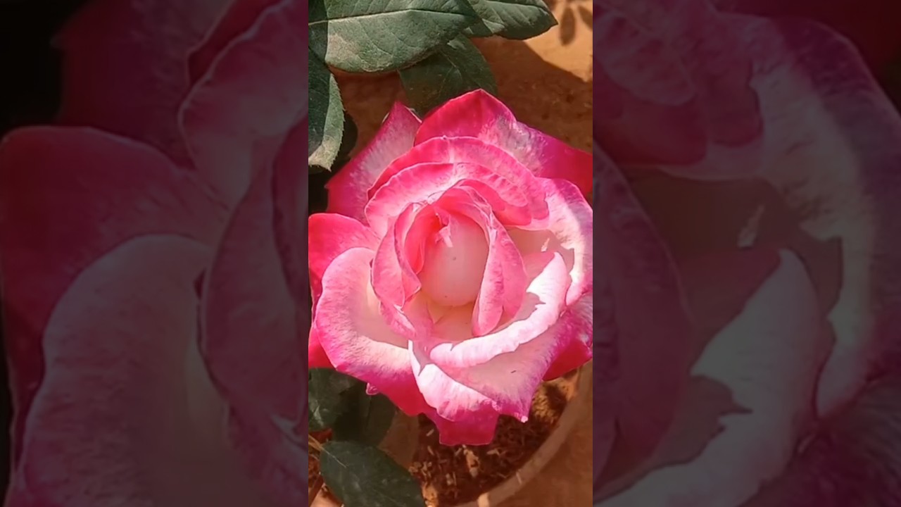  - HeartVod