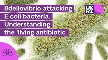 Bdellovibrio attacking E.coli #bacteria | Understanding the 