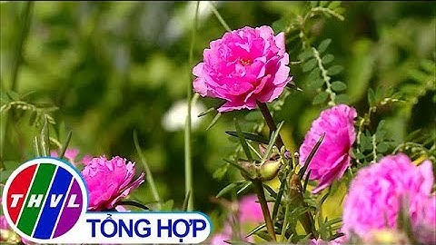 THVL | Hội nông dân chung sức xây dựng nông thôn mới