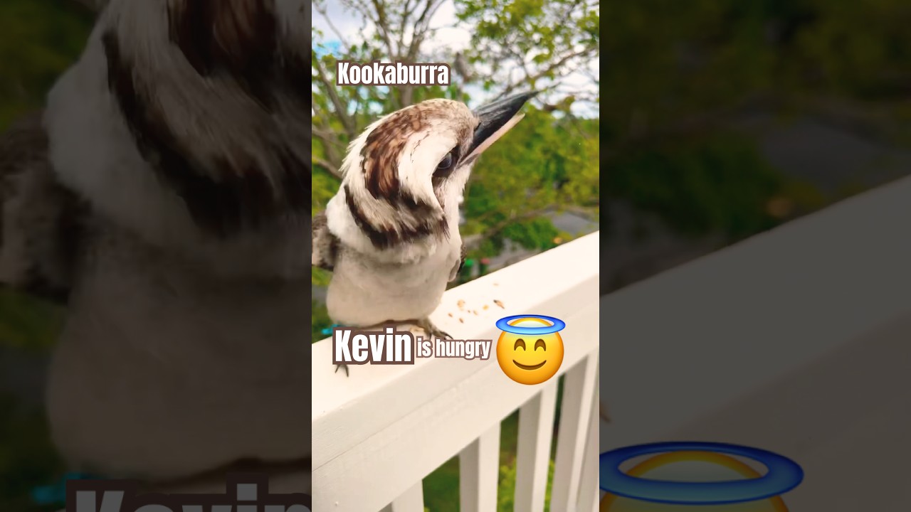 Кормление с руки ДИКОЙ кукабарры, это невероятно🤗😳 