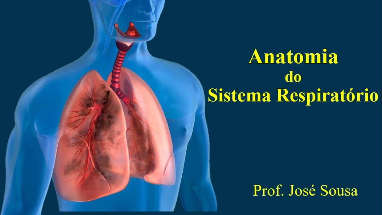 Sistema Respiratorio Anatomia Sistema Respiratorio Anatomia