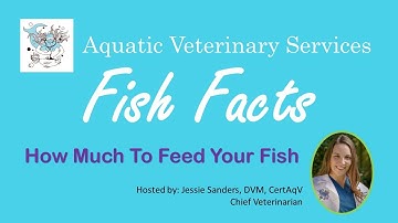 Fish Facts - How Much to Feed Your Fish