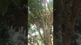 Lanzones fruit hacks on every branches of tree#amazing #shortvideo #youtubeshorts