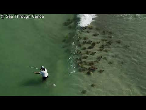 Fisherman Never Notices the Fever of Rays Passing Behind Him at the Beach in Florida
