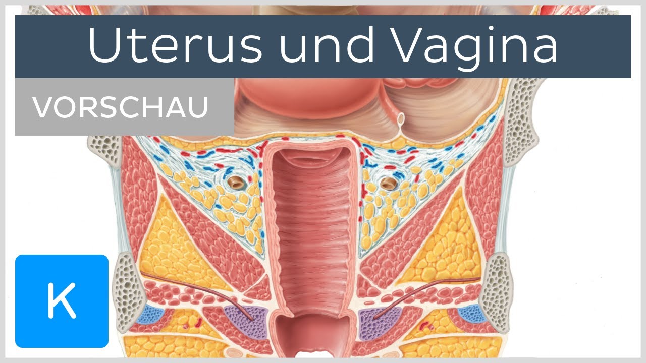 Uterus Und Vagina Vorschau Anatomie Des Menschen Kenhub Youtube