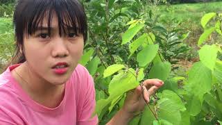 Cây an xoa vị thuốc cứu tinh cho bệnh ung thư gan