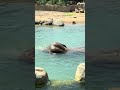 Asian Elephant “Sabu” Playing Underwater at the Cincinnati Zoo, 5-16-2025