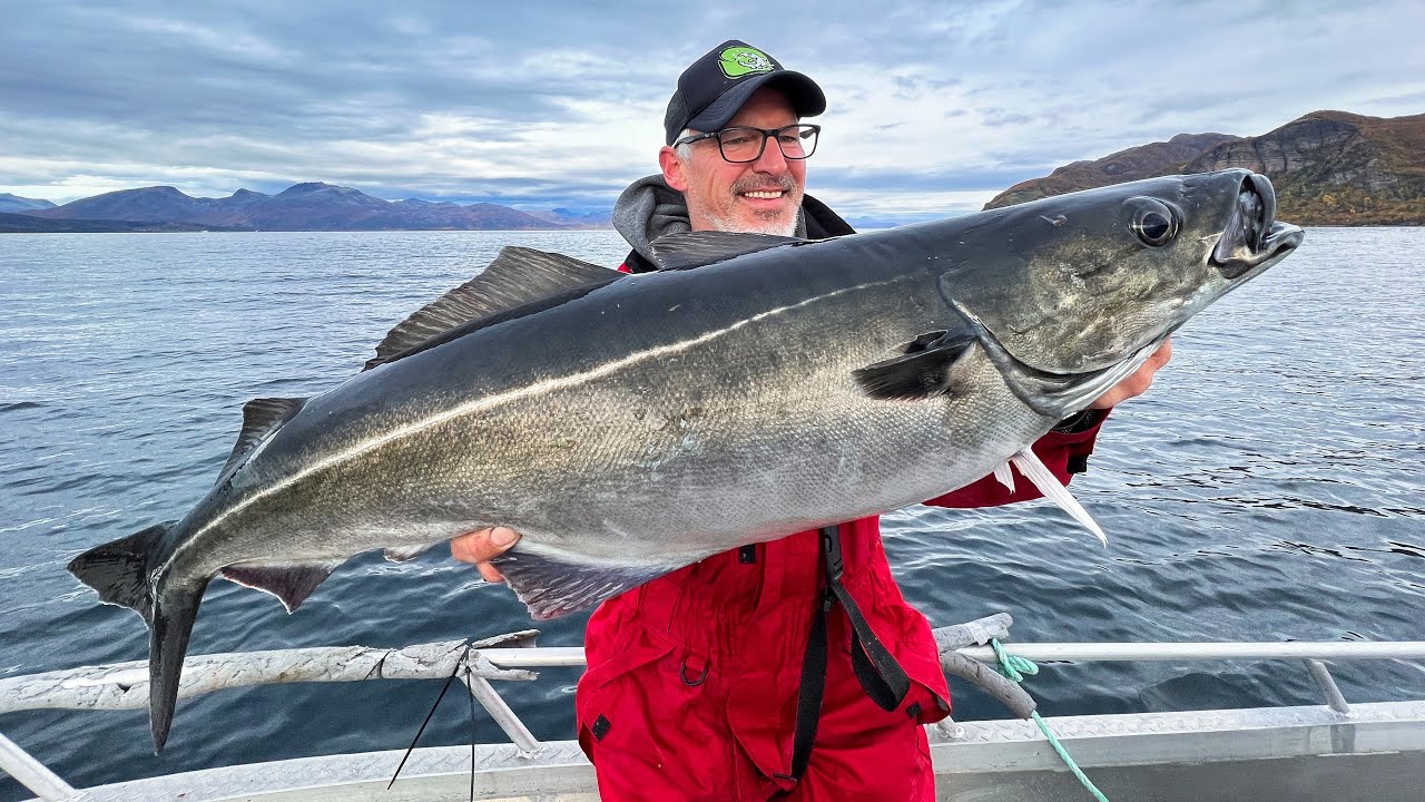 Angeln in Norwegen Eidet Havfiske   Auf Heilbutt Khler und Dorsch in Senjas Super Sund