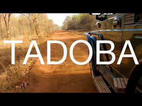 Tadoba Trip Video By Foliage Outdoors Youtube