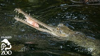 Gharial Feeding at the L.A. Zoo 🐊