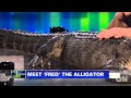 Piers Morgan - Meet Fred The Alligator - 02/08/2013