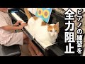 【甘えんぼ猫】いよいよ娘の邪魔まではじめました…ピアノの練習を全力阻止するかまって猫