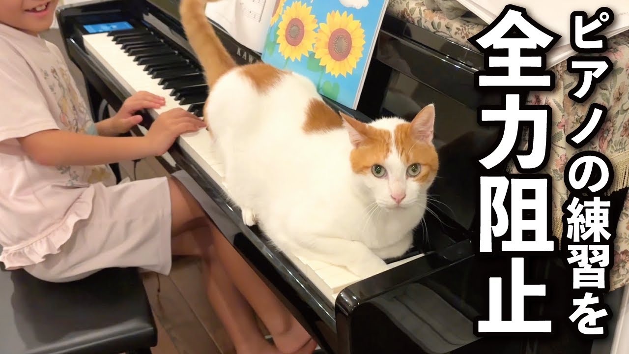 怒りを込めた“ねこミュージック”も披露！ピアノ中の娘さんと遊びた