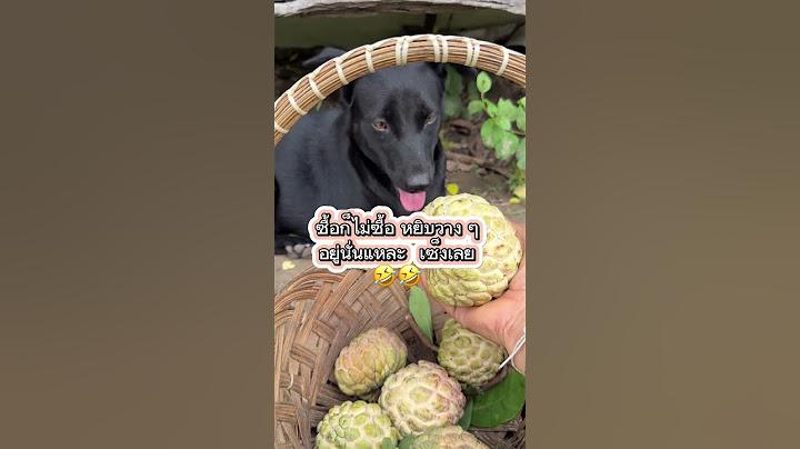 หยิบวางๆอยู่นั่นแหละ เฮ้อ🤣#dog #funny #คลายเครียด #lovelydog #ตลกฮาฮา #pets #สุนัข #shorts #fruit