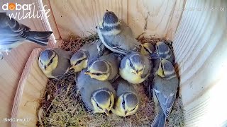 Der Ausflug  11 Meisenküken sind flügge | Nistkasten Livestream Happy & Holly