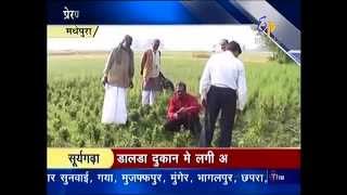 New Chapter of agriculture in Madhepura,Bihar ETV News Clip