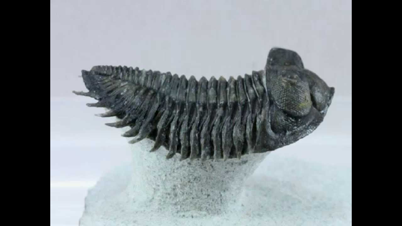Coltraenia oufatenensis | Trilobite from Morocco | Moroccan Phacopida Trilobite Fossil for Sale