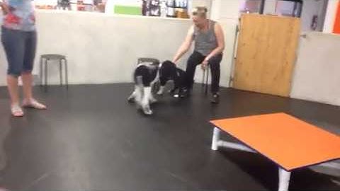 Zoom Room Puppy Play