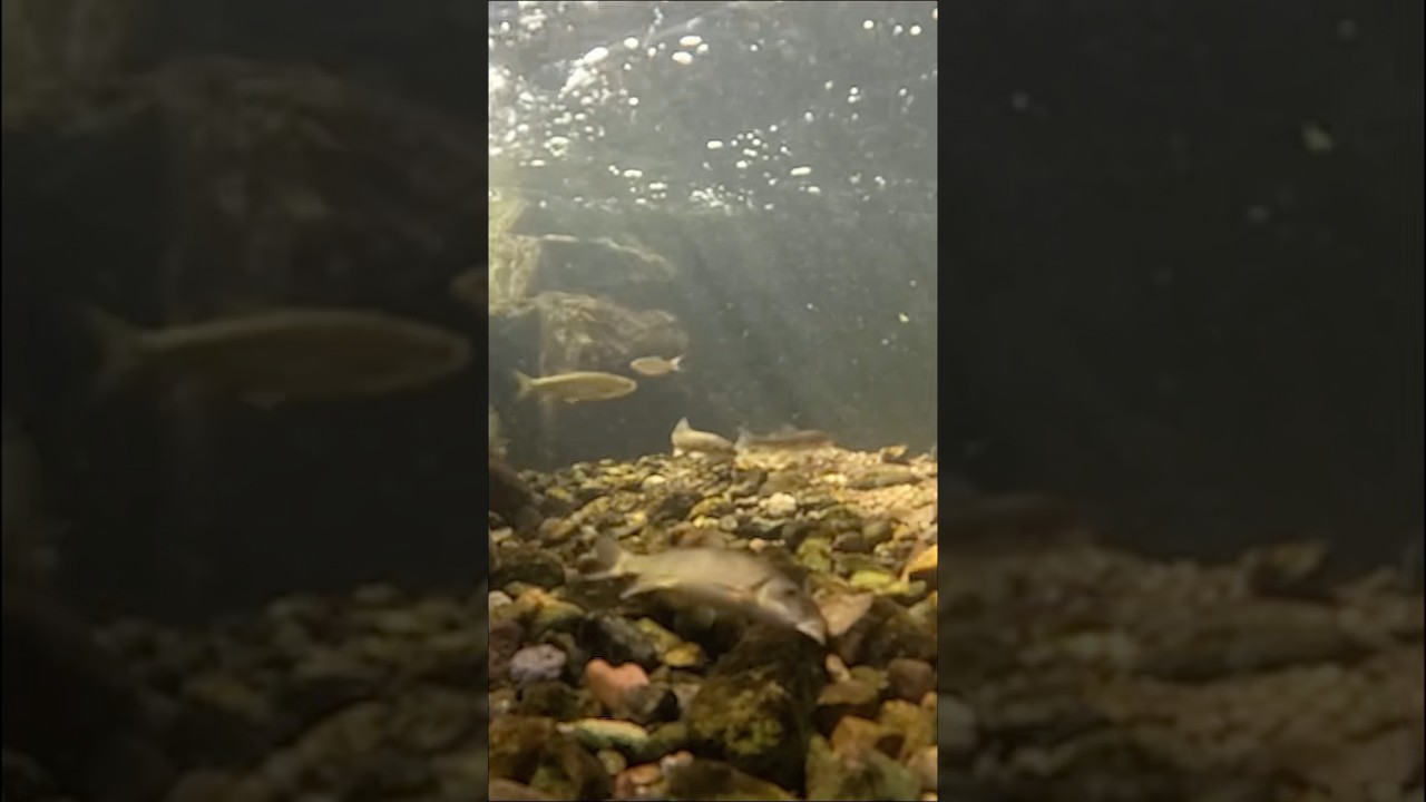 Desert Sucker spawn from late winter to early spring 