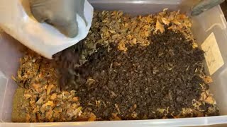 Red Wiggler Breeder Bedding Recipe - the BEST!