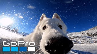 GoPro | Dog steals camera  Hynek Gröger #Shorts