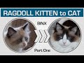 Kitten to Cat Compilation - Cute Ragdoll Binx (Part One: from 0 to 5 months)