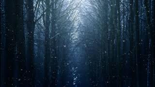 Dark Forest Video Footage - Dark Forest Strange Animation | Video 4K | Video HD