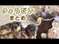 【犬猫きょうだいまとめ🐶🐱】 #兄妹ゲンカ🔥 #仲良し姉妹🐈