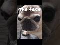 🌄 Morning Pug face 🌄 #pug  #pugface #wakeup #dogshorts