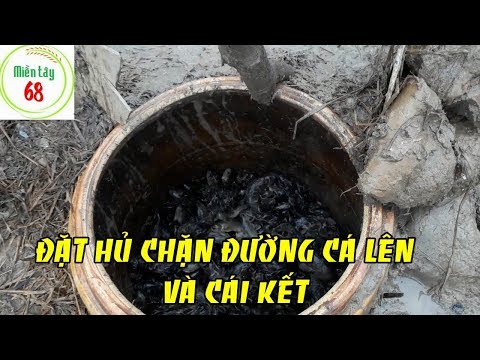 Video Bắt cá rô lên ruộng sau cơn mưa |Catching perch on a... - youtube
