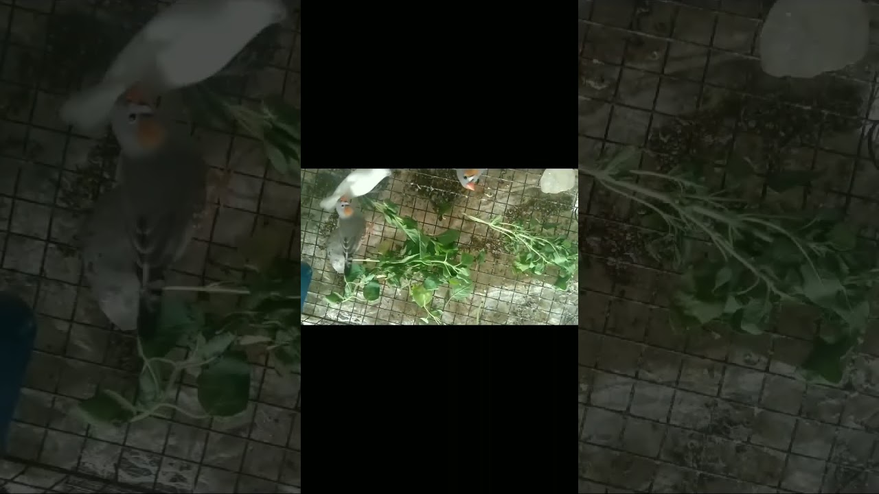 Finch // white & zebra finch // Budgies lovers