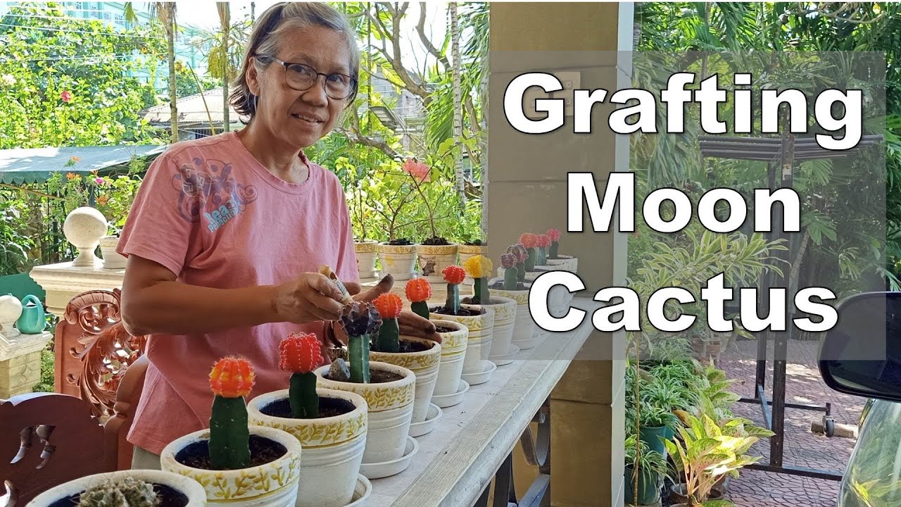 Easy Grafting of Moon Cactus