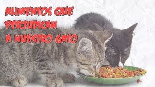Alimentos que perjudican a nuestro gato