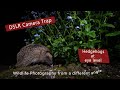 DSLR Camera trap - Photographing Hedgehogs at Eye level