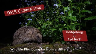 DSLR Camera trap  Photographing Hedgehogs at Eye level