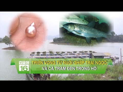 Video Triển vọng từ nuôi ghép trai ngọc và cá trắm đen trong... - youtube
