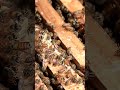 A tiny honeybee’s journey of hard work, teamwork and sweetness #feeleyshorts #honeybeeviral #beelife