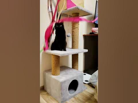 Чёрная кошка и белый кот играются - YouTube