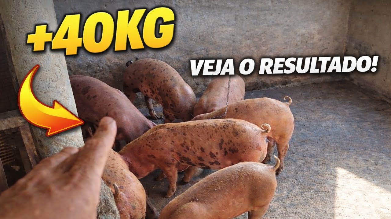 Resultado impressionante! engorda de leitões/porco CADA VEZ MAIORES +40KG #suinocultura #suínos