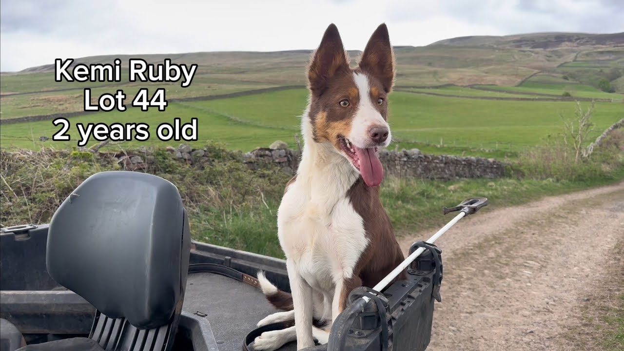 Lot 44 Kemi Ruby - 14.05.25 Farmers Marts Dolgellau Online Sheepdog Auction