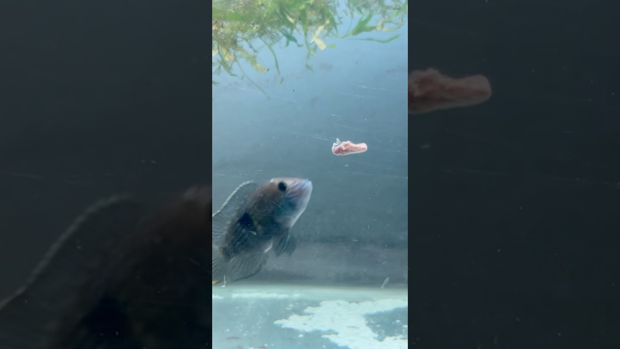 Feeding chicken to my green terror fish 