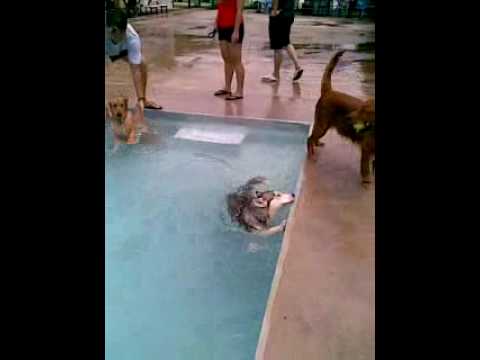 Husky Ashley-are swimming......Ho...