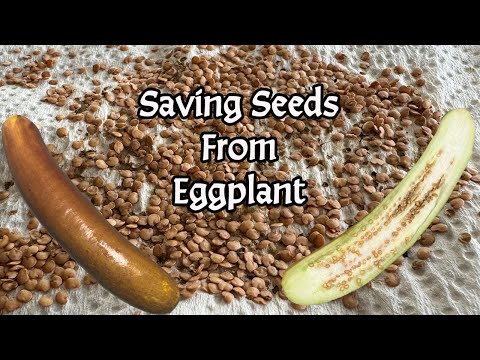How to Save Seeds from Eggplant Step by Step Guide