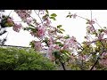 神秘の桜 御衣黄 奈良市法蓮・川路エリア2020.4【フルVer】