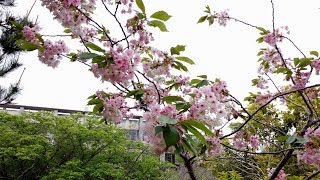 神秘の桜 御衣黄 奈良市法蓮・川路エリア2020.4【フルVer】
