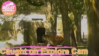 Stretches Priya Tiger At Big Cat Rescue.