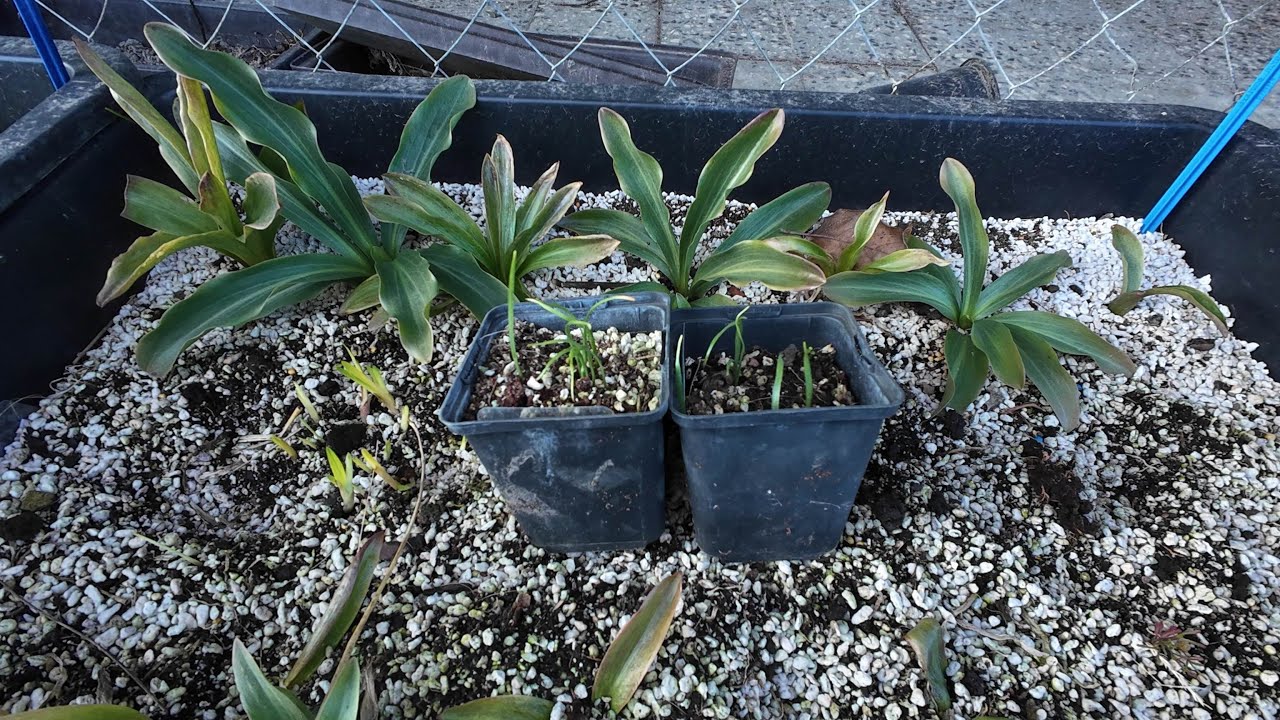 Horticulturalist tells about Madonna lily (Lilium candidum) seedlings [4K]