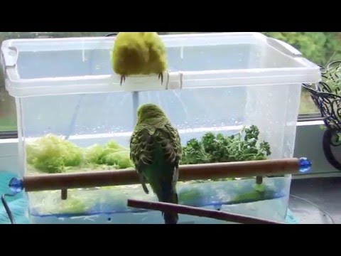 wellensittich---großer-badetag4